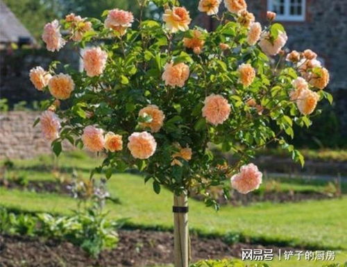 换盆后的缓苗过程，让你的月季苗茁壮成长！