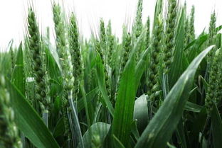 因地制宜， 选择抗病品种