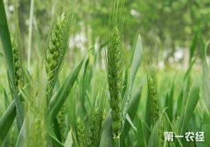 氟环唑拌小麦种后对小麦生长有哪些危害？它主要治疗小麦的哪些病害？