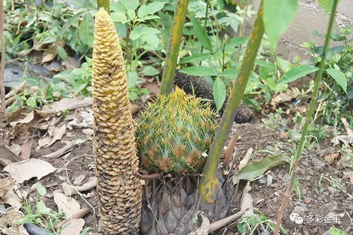 胡萝卜、 甜菜的解决方案