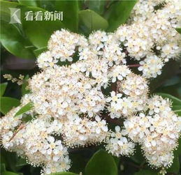 石楠花香从何而来？怪味之谜