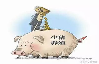 “超早期断奶技术，优化养殖管理效率