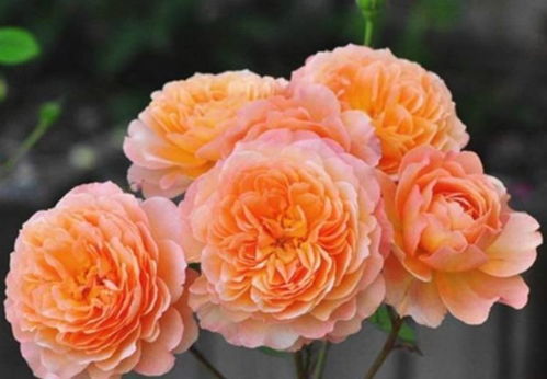 1. 粉扇月季：粉色的浪漫， 春天的使者