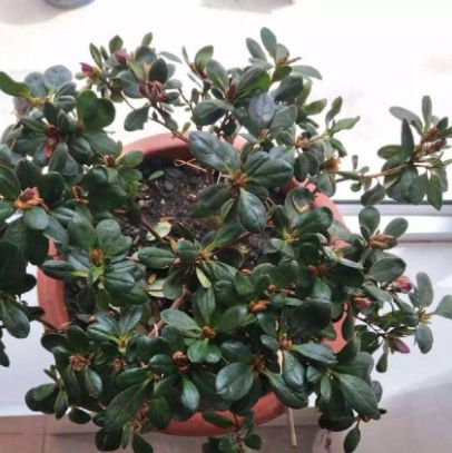 杜鹃花枯枝急救指南，快速恢复生机！