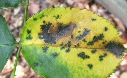 霜霉病， 高温环境下的病害