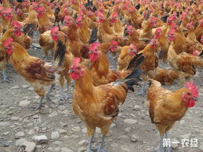 鸡呼吸道病诱因：饲养密度高、通风不良、病原感染、应激反应