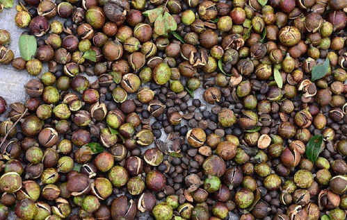 茶油价格揭秘：一斤茶籽榨得多少？茶叶市场行情速递