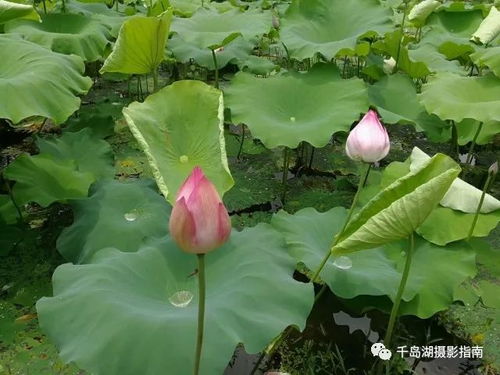 三、 重新绽放的小技巧