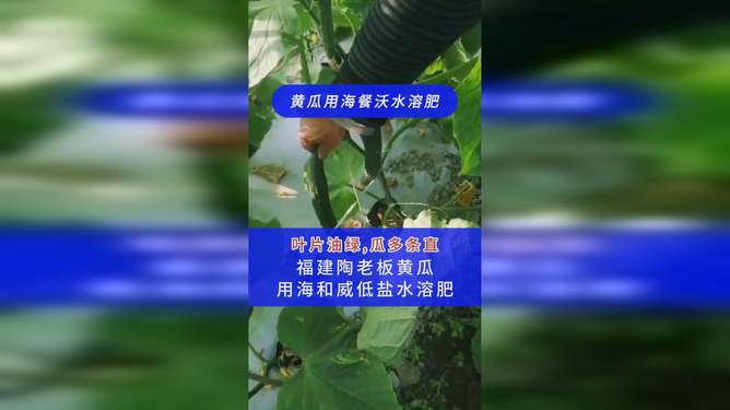 乙草胺，能行吗