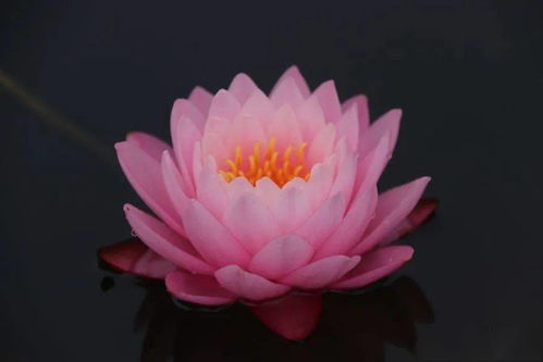 睡莲界的明星——热带睡莲