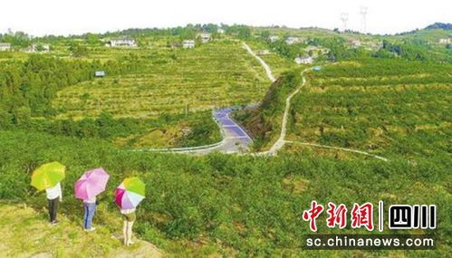 四川丘陵地区，种植哪些草嫩破解种植难题？