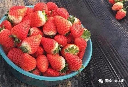 草莓种子快速催芽技巧，奶油草莓发芽秘诀！