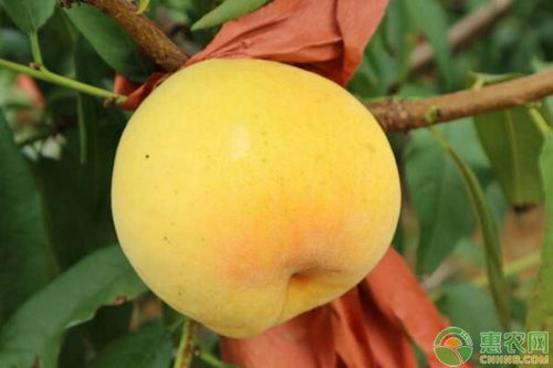 黄桃种植秘籍：掌握特性