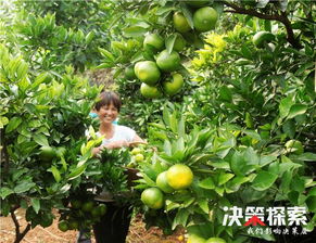 宛农名优林果基地：优质农产品助力脱贫致富