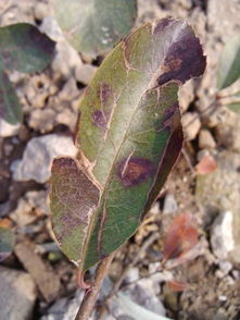 红叶石楠树常见病害揭秘