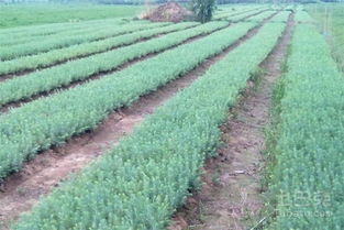 雪松的花期与播种时间