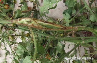 防范根茎性病害：这些方法不能少