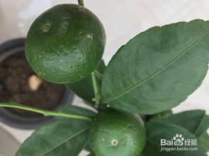 盆栽小橘子种植入门指南