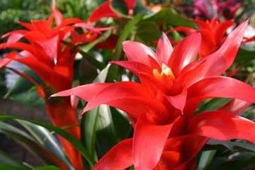 鸿运当头种植入门篇