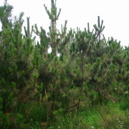 黑松的成长之路