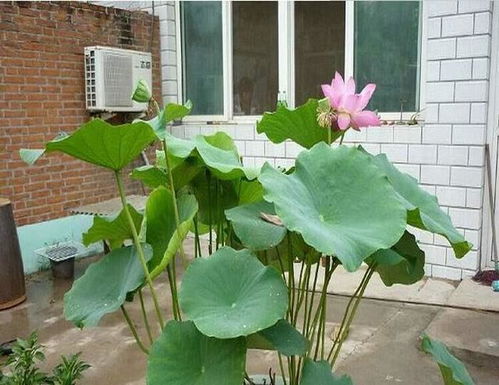 施肥得当，开花梗旺