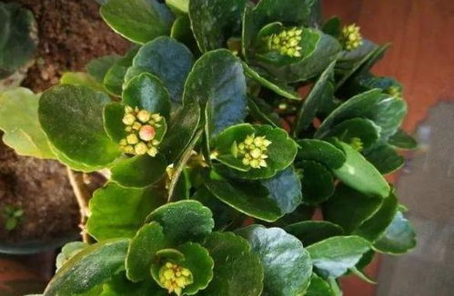 根系与叶片， 各有各的职责