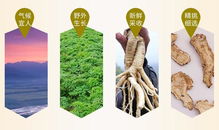 种植当归，时间就是金钱！