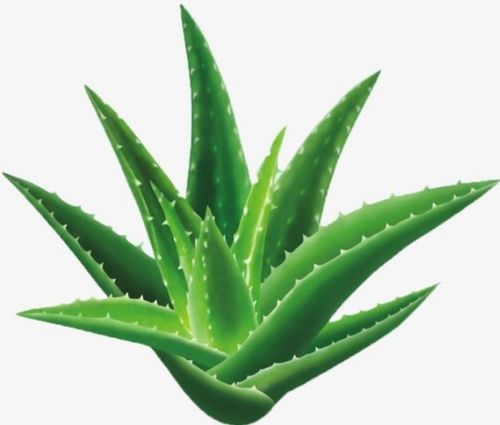 芦荟从种子发芽到成熟，期间经历了哪些生长阶段和变化