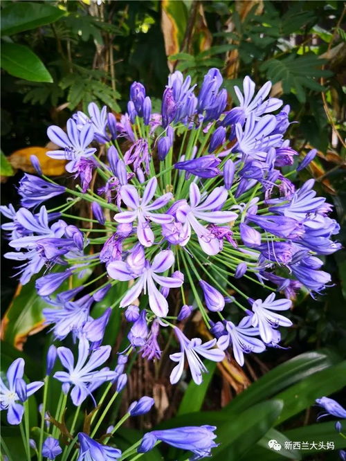 百子莲不开花？揭秘根本原因！