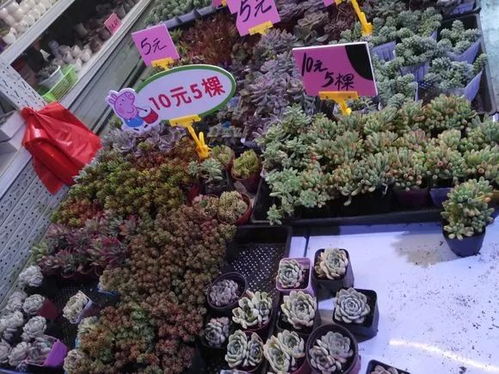 斗南花拍中心，如何一拆为二