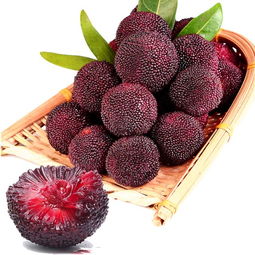 杨梅种子发芽的小秘密