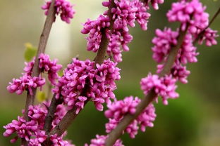 血泪经验分享：紫荆扦插五招黄金术