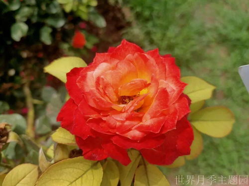 月季之韵， 四季长春