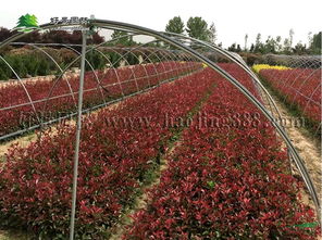 长景园林的绿化苗木