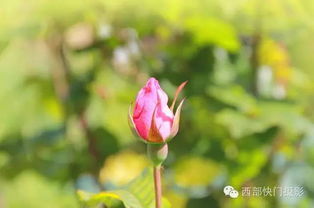 “哪种花最能代表思念之情，让人在远方也能感受到家的温暖
