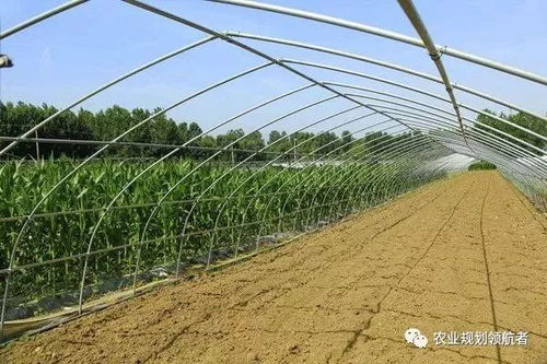 弓棚种菜，好是真好啊！