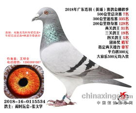 童鸽期饲养管理是信鸽养殖的关键阶段
