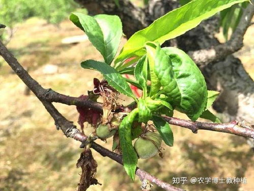 桃蚜害虫， 北方桃农的噩梦