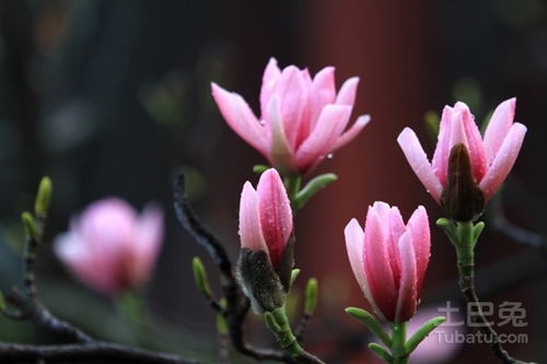 旱莲与旱金莲：探寻蕞适宜的出苗温度