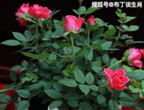 月季花：爱情的使者