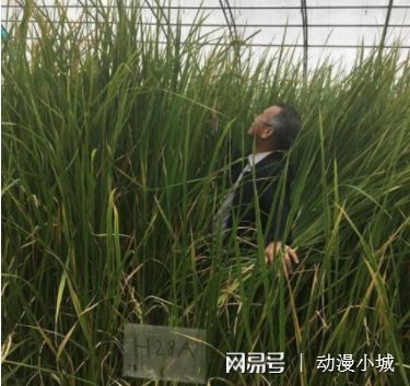 饲料稻谷能种植在盐碱地吗？