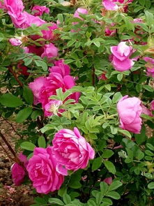 一、如何选择苗种？