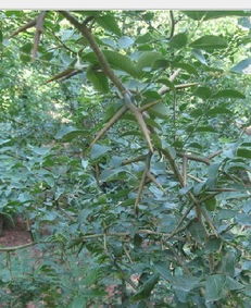 如何识别无刺蔷薇