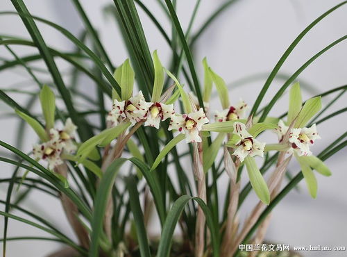 兰花， 那熟悉的身影