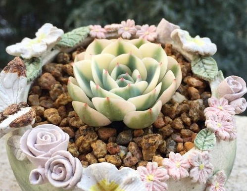 多肉植物换盆后几天内需要适量浇水