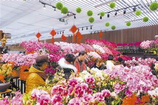 速冻保鲜，甜玉米绽放花卉市场新活力