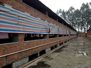 冬季猪舍保暖通风，兼顾温度与空气流通