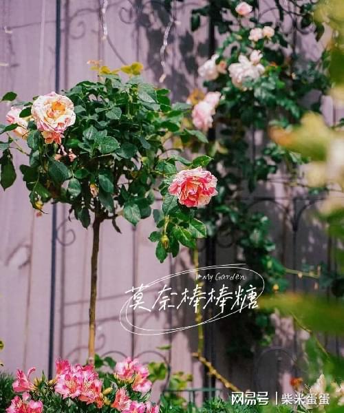 第五步：修剪要得当