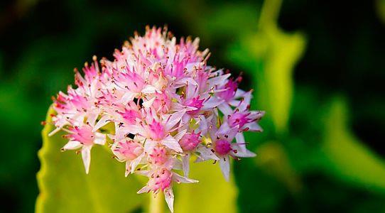 八宝景天：花色艳丽， 耐寒耐旱