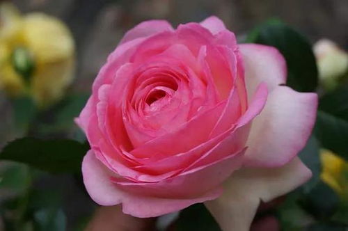 初春植物生长，月季花也要准备开啦！